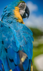 Close up of a Macaw Parrots, long-tailed colorful parrots