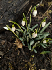 Snowdrop spring flowers. Delicate Snowdrop flower is one of the spring symbols telling us winter is leaving and we have warmer times ahead. Fresh green well complementing the white Snowdrop blossoms.