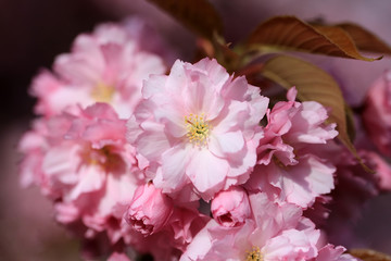 Naklejka na ściany i meble Spring sakura background with pink blossom, close-up.