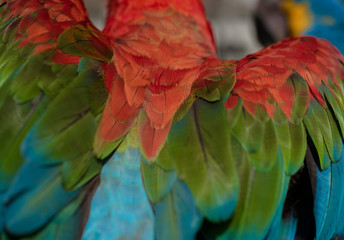 Macaw parrot bird feathers