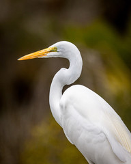 great white egret