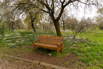 Typical Galilee landscape with blooming