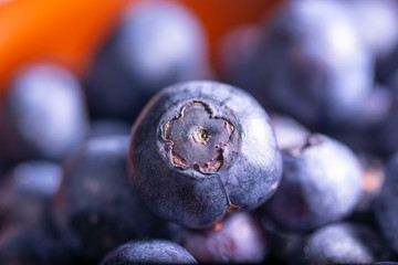 freshly harvested blueberries macro