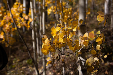 yellow autumn leaves