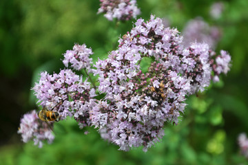 Summer flowering Origanum vulgare