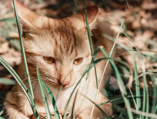 cat on grass