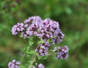 Summer flowering Origanum vulgare