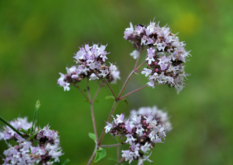 Summer flowering Origanum vulgare