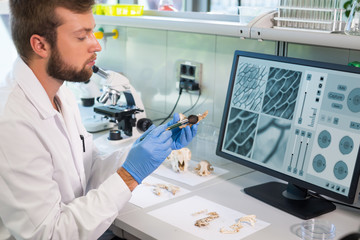 Archaeologist working in natural research lab. Laboratory assistant cleaning animal bones....
