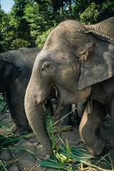 Fototapeta premium Female elephant in thailand sanctuary with other elephants