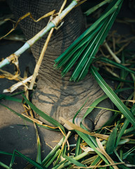 A male elephant foot with palm leafs around