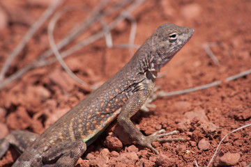 lizard on a rock