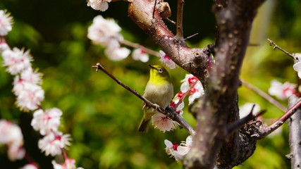 梅の花とメジロ