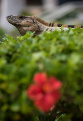  Iguana pose having a sunbath