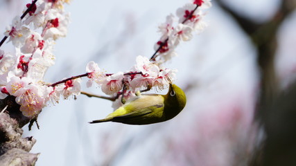 梅の花とメジロ