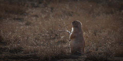 black tailed prairie dog