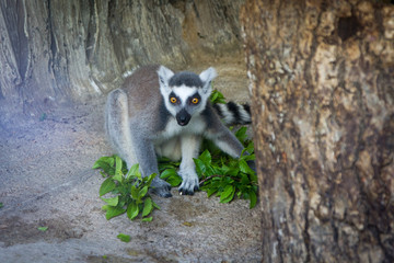 ring tailed lemur on branch of a tree