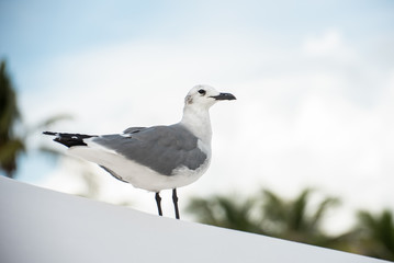 Close up of a seagull Bird