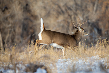 Whitetail Deer Running