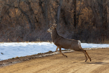 mule deer buck jumping