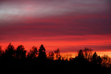 Fototapeta na wymiar Red sky and dark forest at sunset