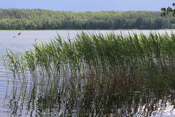 reeds in lake