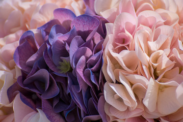 Close up of pink / purple flowers