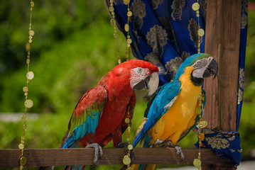 Close up of a scarlet macaw and a blue-and-yellow macaw
