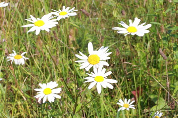 Fototapeta premium daisies in the grass