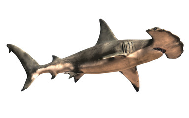 A hammerhead shark shown from a low angle, isolated on a white background. 3D rendering