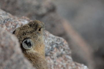 Pika in Rock from Above