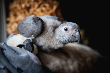 Small African Grey Parrot baby in front of window