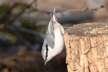 ゴジュウカラ