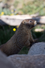 Marmot on the Rock