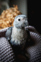 Small African Grey Parrot baby in front of window