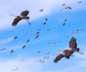 A Sandhill Crane Flock in the Pale Blue