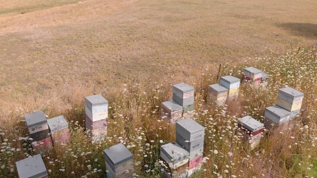 Typical New Zealand beehives, Manuka Honey