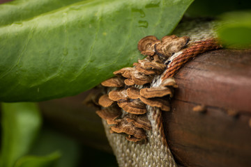 Mushrooms on the wooden hand rail.