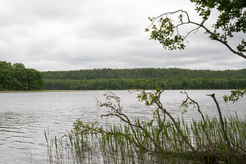 lake in forest