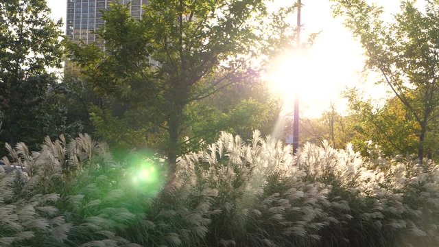 Beautiful sun rays coming through the trees in the park. Nature background. City area with skyscraper and low traffic