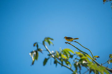 Yellow bird standing on a branch at the top of a tree on a blue sky background