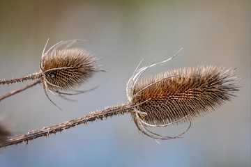 Close up of spiney head of a Teasle on lake side in Wiltshire, UK