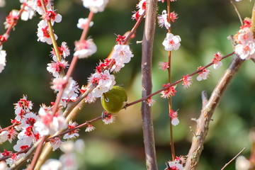 梅の花とメジロ。日本の春の情景