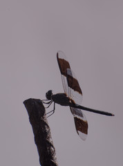 Macro close up of the details of a dragonfly