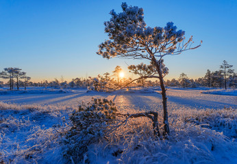Beautiful green nature landscape of Europe