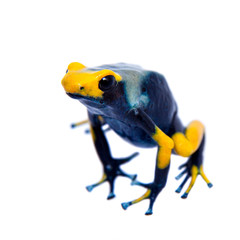 Peacock Dyeing Poison dart frogling, Dendrobates tinctorius Tumucumaque, on white