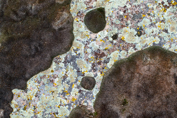 A spotted natural background pattern composed of a diagional line of light green lichen between large patches of dry brown moss.