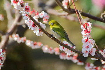 梅の花とメジロ。日本の春の情景