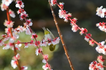 梅の花とメジロ。日本の春の情景