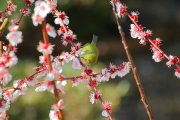 梅の花とメジロ。日本の春の情景